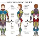 Weight Lifting Muscles