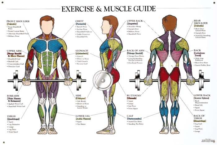 Weight Lifting Muscles