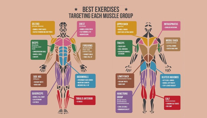 Muscle Training Exercises