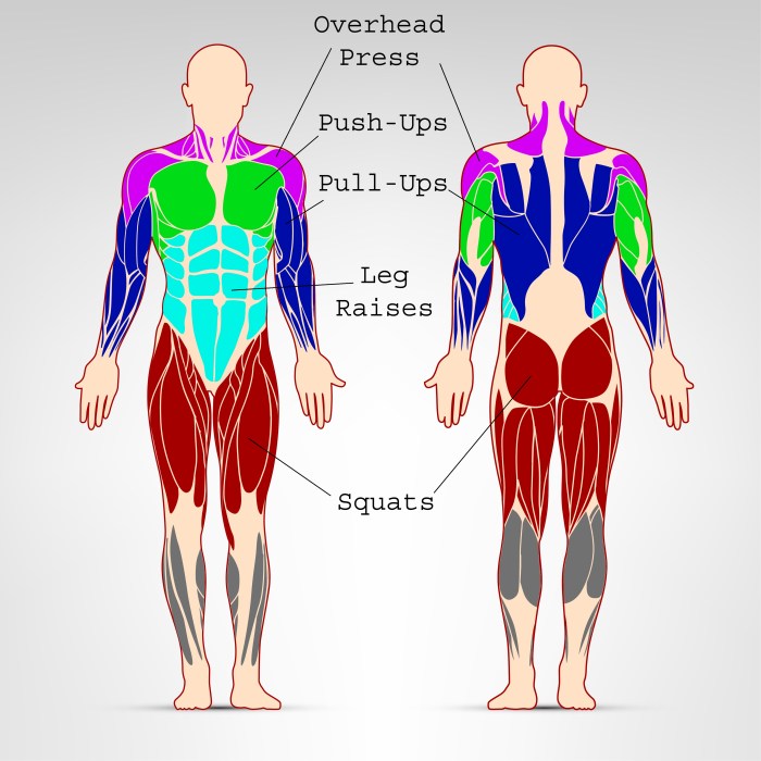 Strength Training Muscle Groups